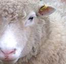 Nearby sheep!
